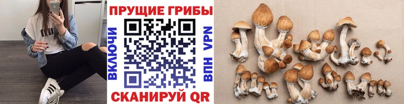 Галлюциногенные грибы MAGIC MUSHROOMS  мориарти официальный сайт  Темрюк 
